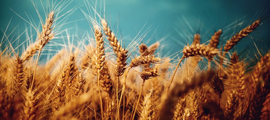 Gafta изменила Арбитражные Правила